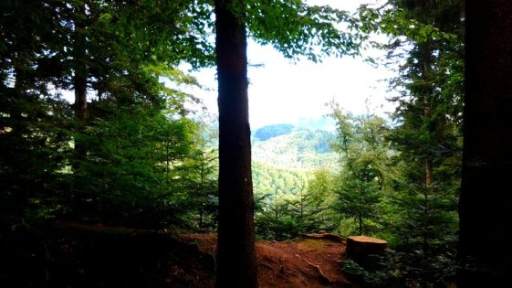 rsz_Veronika-bosque_1