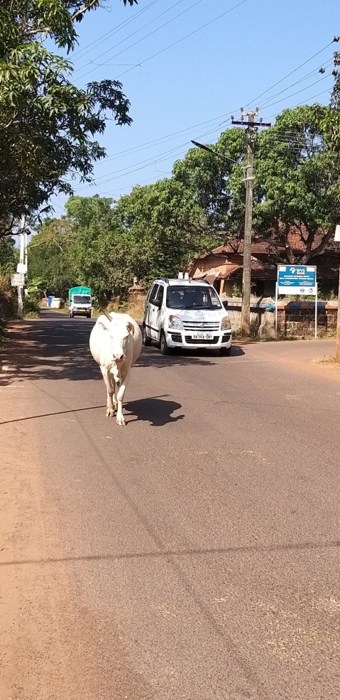ANNE-India-vaca y carro