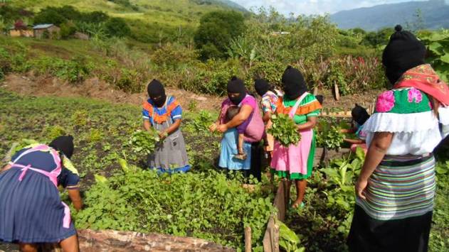 LYLIA-coca colas-Zap.png